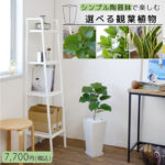 送料無料 選べる 観葉植物 白 陶器 サンセベリア クルシア ウンベラータ スクエア ホワイト ポット シリーズ インテリア 大型 引越し祝い 開店祝い